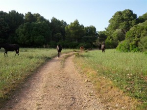 Camí de Cavalls, nunca mejor dicho